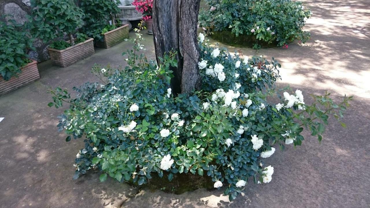 Villa L'ulivina Sorrento Esterno foto